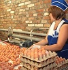 Из Красноярского края в Монголию экспортировали свыше 2 млн яиц с начала года