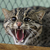 Редкие виверровые коты улетели из Новосибирского зоопарка в США
