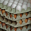 Красноярск наладил экспорт яиц в Монголию
