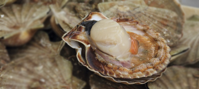 Приморский экспорт моллюсков в Китай превысил 36 млн долларов