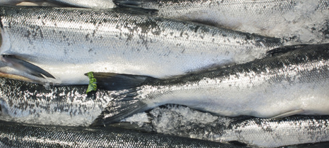 Приморский экспорт рыбы и морепродуктов составил 673,3 млн долларов в первом полугодии