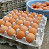 Красноярский край увеличивает экспорт куриных яиц в Монголию