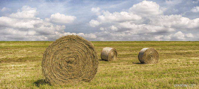 Россия поставила в Чехию 200 тонн сена