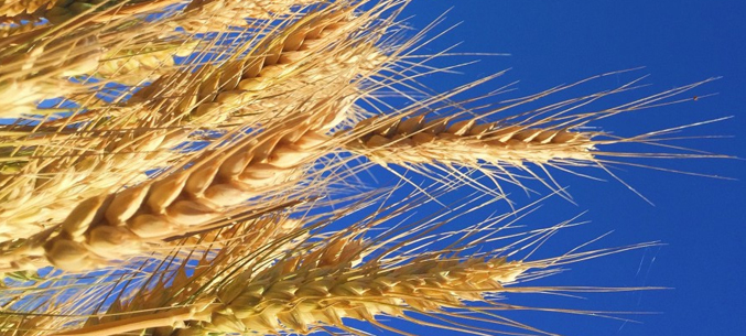 Российская пшеница экспортируется в 104 страны мира
