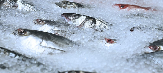 Мурманскую рыбу поставили в страны Евросоюза, Китай, США