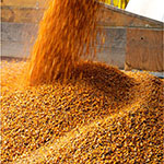 Более 8 млн тонн зерна экспортировали через порты Кубани в 2016 году