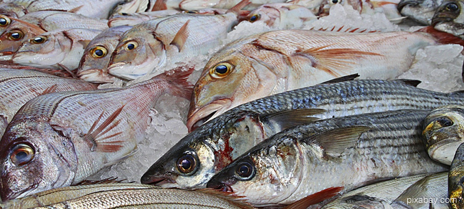 Россия и Чили перейдут на электронные ветсертификаты при поставках рыбы