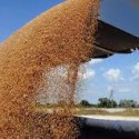 Экспорт зерна через морские порты Краснодарского края значительно вырос