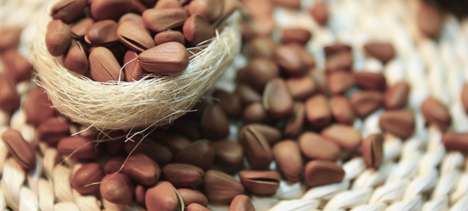 В Европу из Алтайского края экспортировали 170 тонн кедрового ореха и лечебных трав