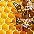 Японская фармкомпания закупает продукты пчеловодства из Башкирии