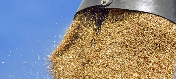 Из Краснодарских портов отправили на экспорт более 15 млн тонн зерна за 7 месяцев