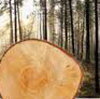 Экспортеров сибирского леса стало больше