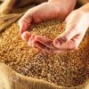 Через порты Краснодарского края экспортировали 401 тыс. тонн зерна за неделю