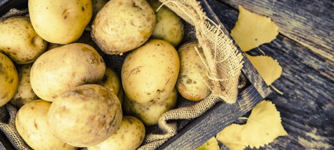 Экспорт картофеля составил 258 тыс. тонн в 2019 году