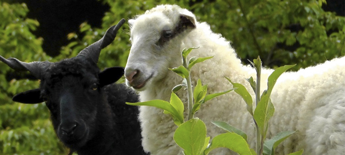Экспорт дагестанских овец и коз вырос в 4 раза