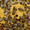 Башкирия будет поставлять в Китай медоносных пчел