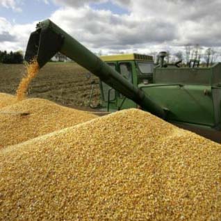 Экспорт зерновых из России составил 2,3 млрд долларов США в первом полугодии 2014 года