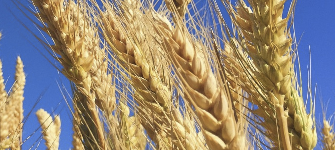 Экспорт пшеницы и меслина вырос на 19,1% в январе 2019 года