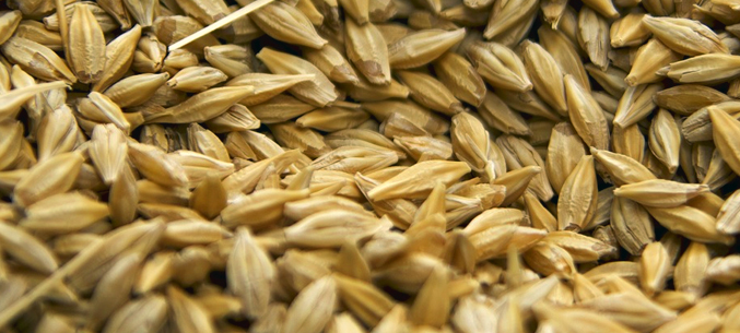 Самарская область экспортирует зерно и злаки в 15 страны