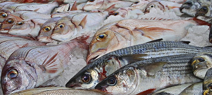 Российскую рыбу допустили на рынок Эквадора