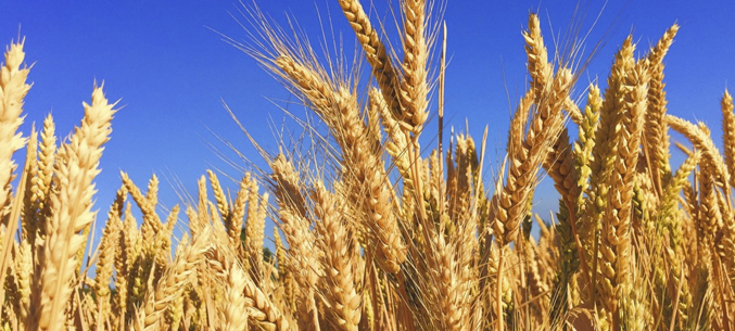 Экспорт ростовской пшеницы достиг 1,92 млрд долларов