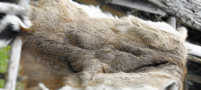 Ямал удвоит экспорт оленьих шкур в Финляндию