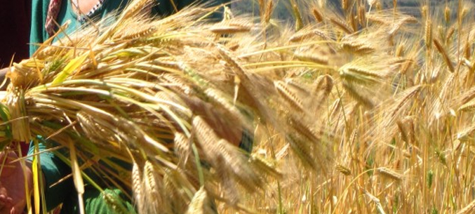 Оренбургское зерно экспортировали в Казахстан, Латвию и Грузию