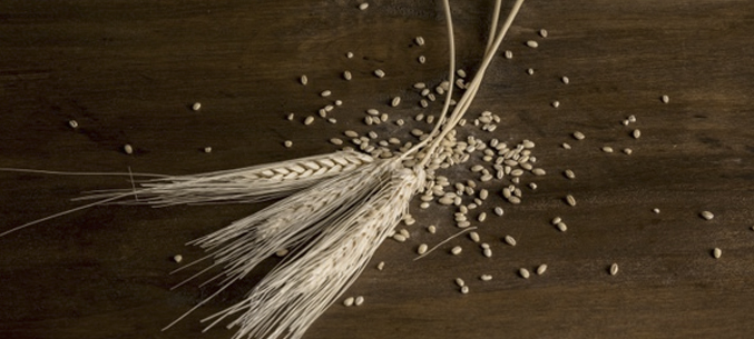 В Оренбургской области  подготовили 155 тысяч тонн зерна для экспорта в 13 стран