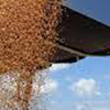 Экспорт зерна из портов Краснодарского края составил 7,4 млн тонн за полгода