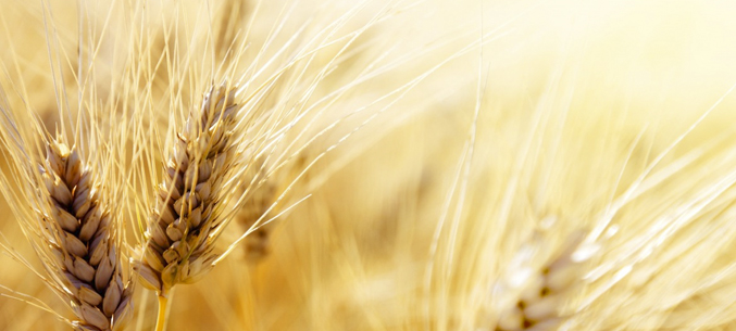Экспорт алтайского зерна вырос в 2 раза