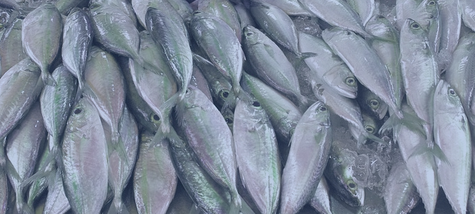 Корея, Китай, Япония, Нигерия: в какие еще страны осуществляется экспорт рыбы из Сахалинской области?