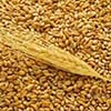 Пензенская область поставила в Латвию пшеницу и семена льна