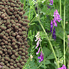 Зерно из Чувашии экспортировали в Европу и Монголию