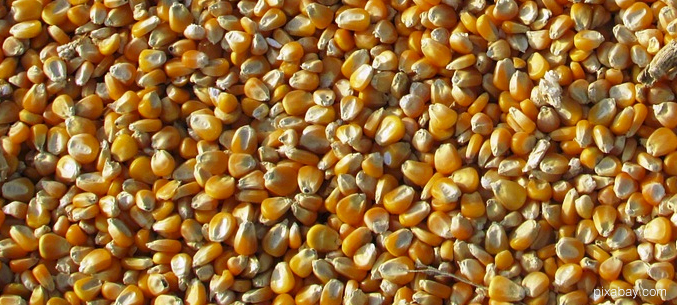 Россия экспортировала 3,3 млн тонн кукурузы за 11 месяцев 2020 года