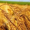 Саратовскую пшеницу поставляют в Азербайджан, Иран и Иорданию