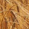 Красноярский край готов экспортировать пшеницу в Китай