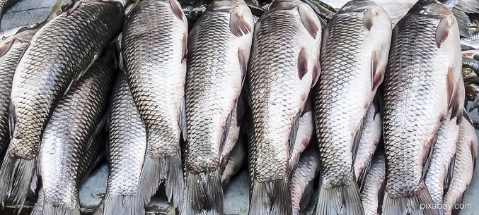 Экспорт рыбы и морепродуктов вырос на 7% за 10 месяцев 2020 года