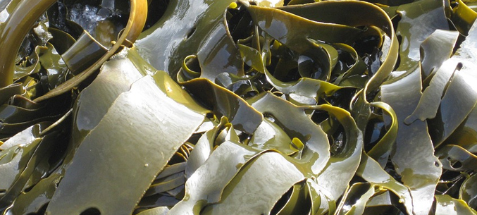 Сахалин тоннами поставляет в Китай морскую капусту