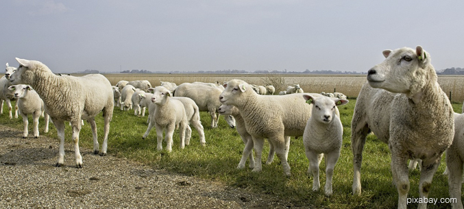 Вологодских племенных овец отправляют в Узбекистан 