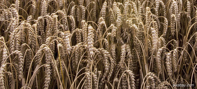 Кемеровский экспорт зерновых превысил 47 тыс. тонн