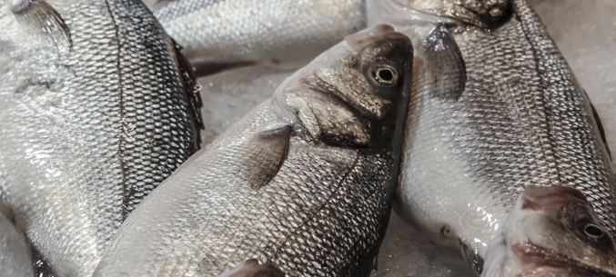 Мурманская рыба ушла в страны ЕС, Китай, Нигерию, США и Японию