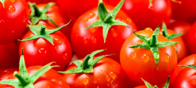 Экспорт турецких томатов в Россию в первом квартале вырос в пять раз