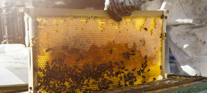 Ингушетия будет поставлять мед в Китай