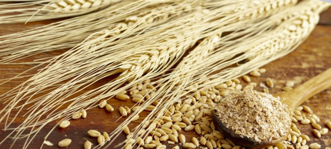 Челябинская область экспортировала зерновые и масличные в 21 страну