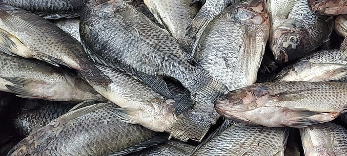 Мурманский рыбный экспорт вырос в 1,5 раза