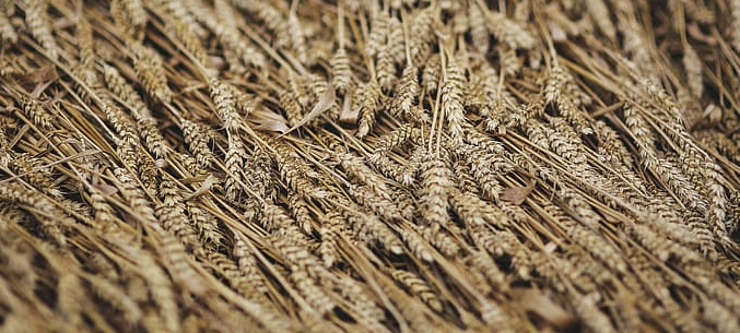 Кабардино-Балкария экспортировала в Беларусь в 1,5 раза больше зерновых