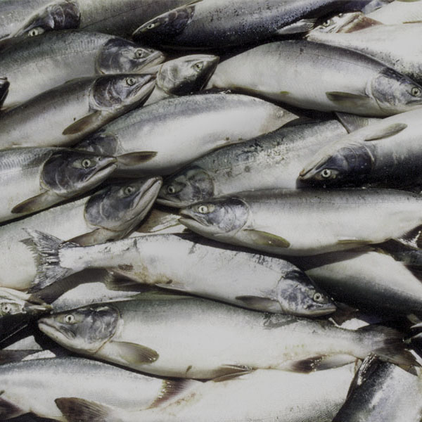 Сахалинская рыба одобрена специалистами из Южной Кореи