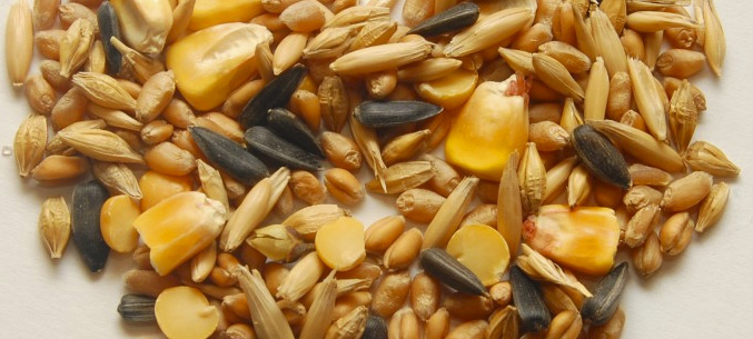 Саратовская область экспортировала 335 тыс. тонн зерна нового урожая