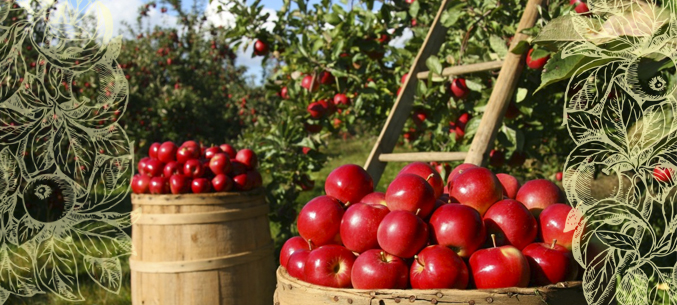Экспорт яблок из России вырос на 48% за 11 месяцев 2019 года