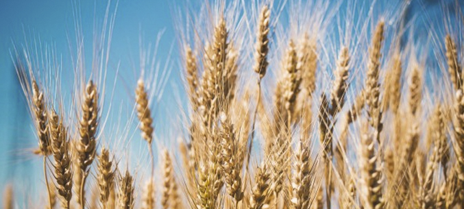 Самарская область экспортировала более 32 тыс. тонн зерна в первом полугодии